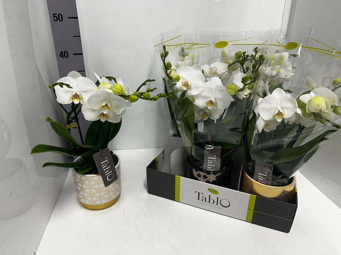 Phalaenopsis Tablo Champagne 12Ø 40cm 2st 25fl
