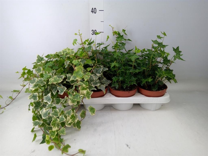 <h4>Hedera   ...mix</h4>