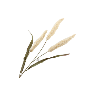 Pennisetum Cream