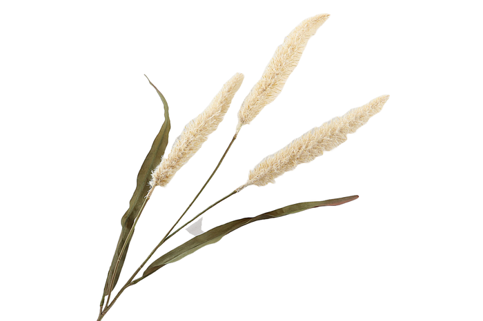 <h4>Pennisetum Cream</h4>