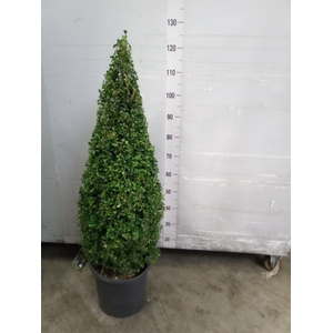 Buxus semp.   ...