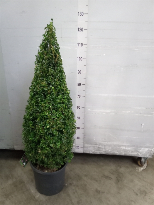 <h4>Buxus semp.   ...</h4>