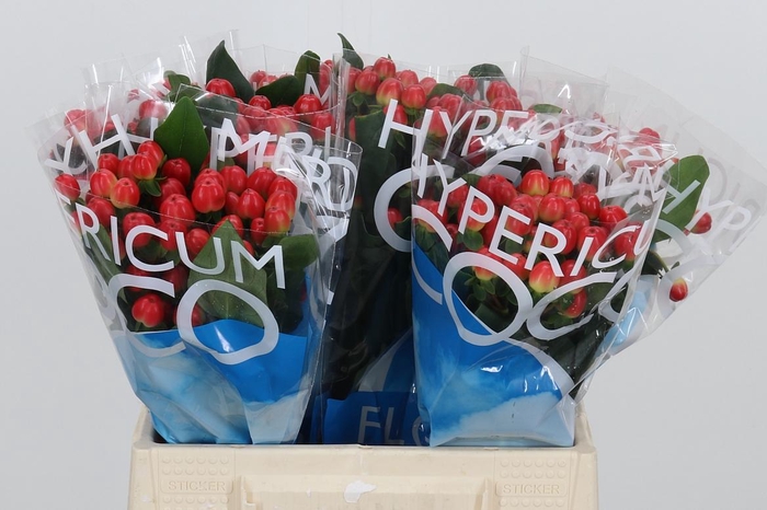 <h4>Hyp Coco Tango</h4>