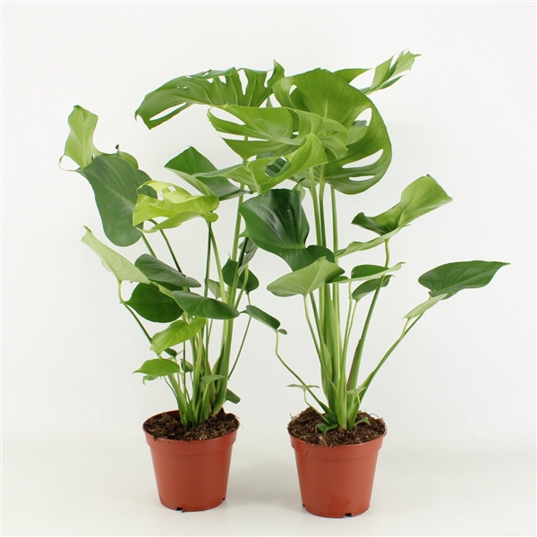 <h4>Monstera Deliciosa P17</h4>