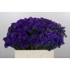 Limonium sinuatum Navy Sun Birds