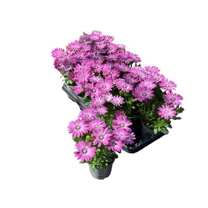 OSTEO FP PINK ORBIT
