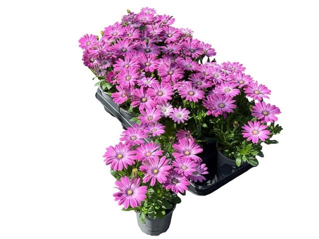 <h4>OSTEO FP PINK ORBIT</h4>