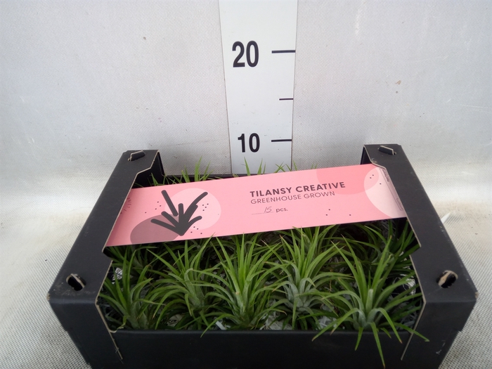 <h4>Tillandsia ionantha</h4>