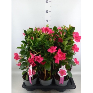 Mandevilla sand. 'SumStar Pink'