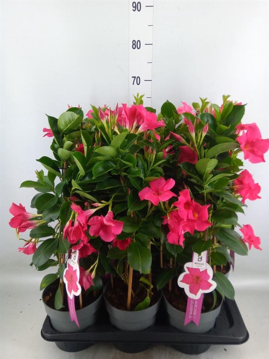 <h4>Mandevilla sand. 'SumStar Pink'</h4>