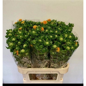 CARTH T ORANGE GRENA