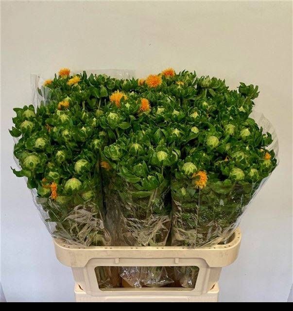 <h4>CARTH T ORANGE GRENA</h4>