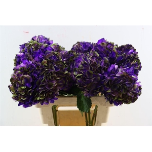 Hydr M Amethyst Light Purple Tinted