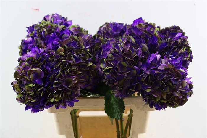 <h4>Hydr M Amethyst Light Purple Tinted</h4>