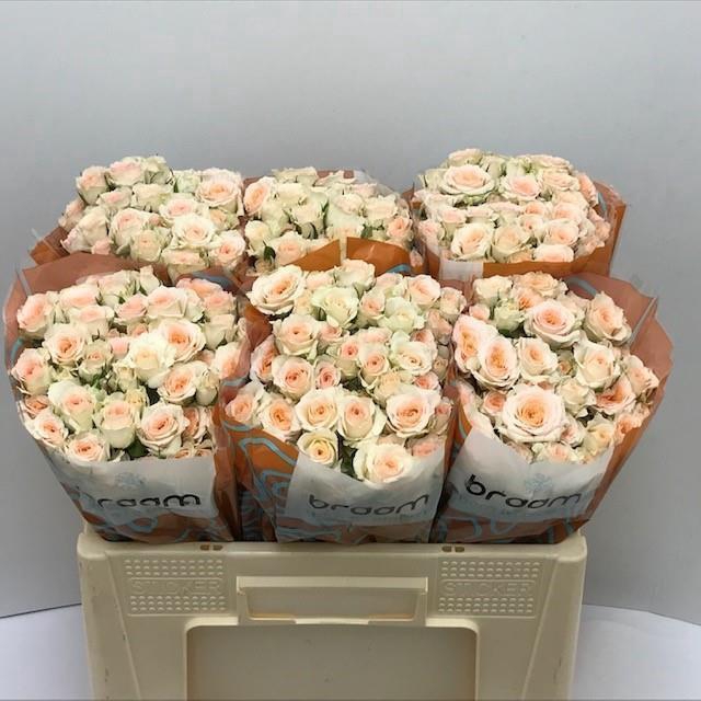 <h4>Rosa TR 'Rosanella' BRAAM</h4>