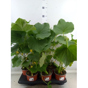 Cucumis sativus   ...komkommer