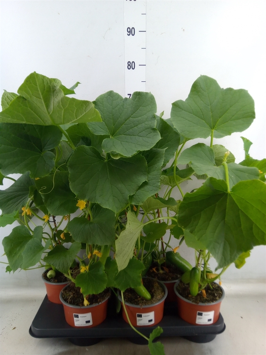 <h4>Cucumis sativus   ...komkommer</h4>