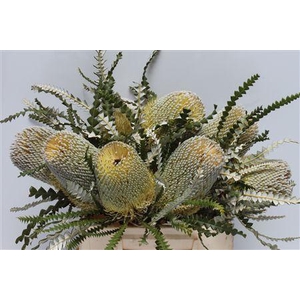 Banksia Speciosa