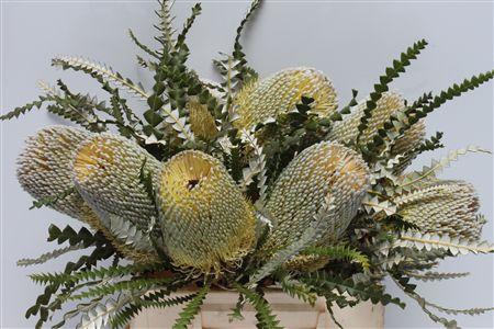 <h4>Banksia Speciosa</h4>