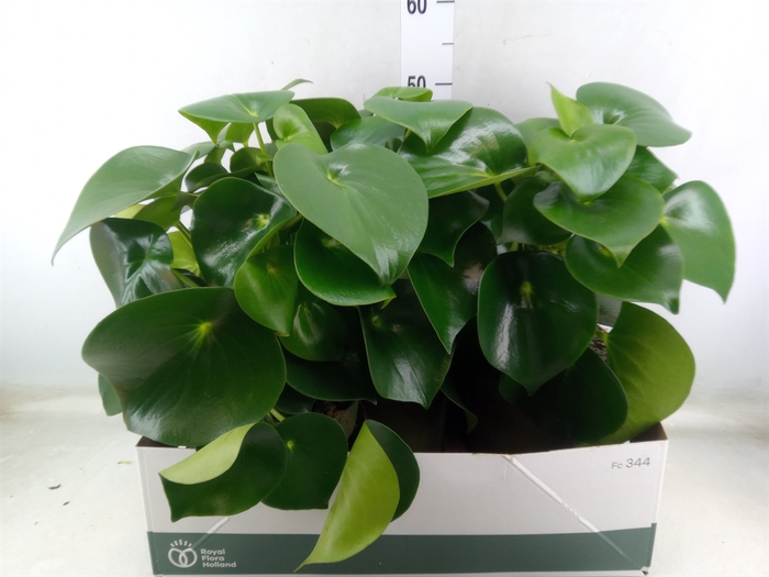<h4>Peperomia polybotrya 'Raindrop'</h4>