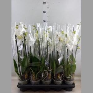 Phalaenopsis   ...white