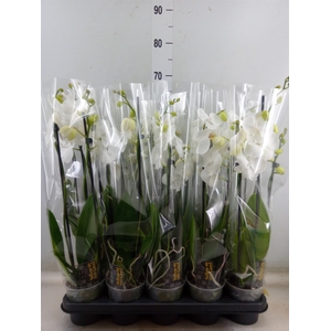Phalaenopsis   ...white
