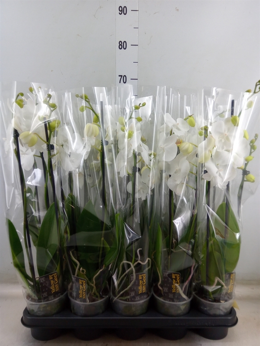 <h4>Phalaenopsis   ...white</h4>