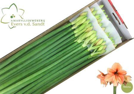 <h4>Hipp Ga Rilona</h4>