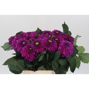 Dahlia Purple Fox