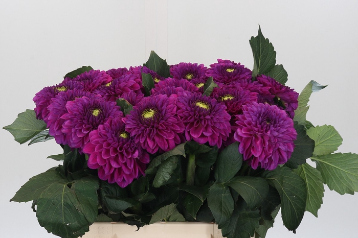 <h4>Dahlia Purple Fox</h4>