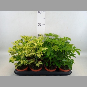 Schefflera  ...