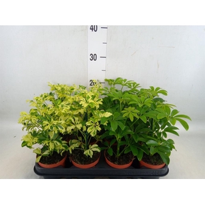 Schefflera  ...