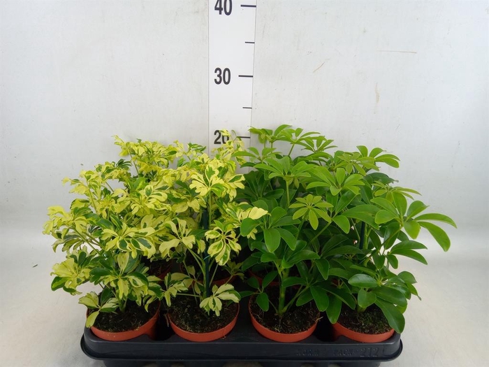 <h4>Schefflera  ...</h4>