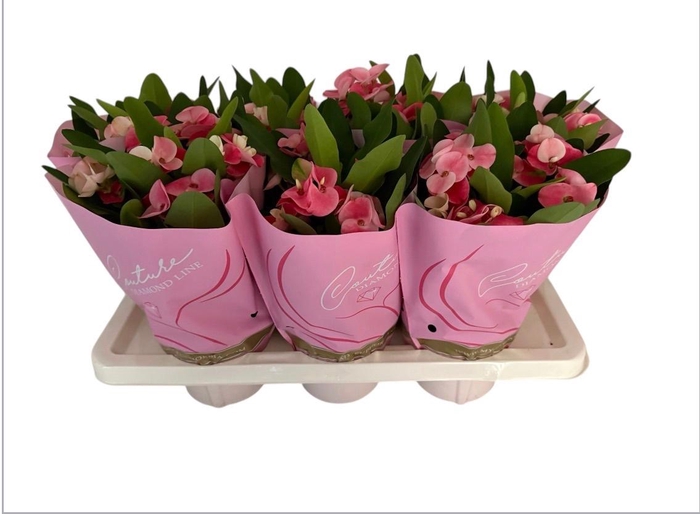 <h4>EUPHOR MI CHARLOTTE</h4>