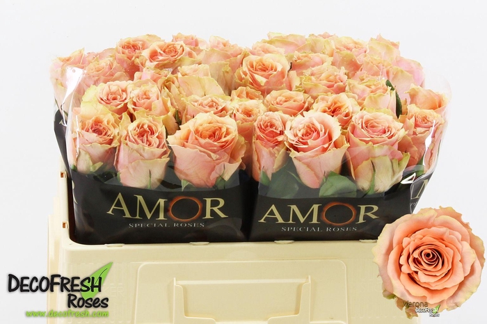 <h4>R Gr Verona</h4>