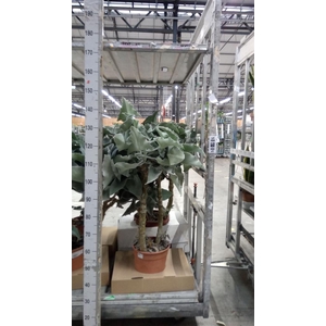 Kalanchoe NF beharensis