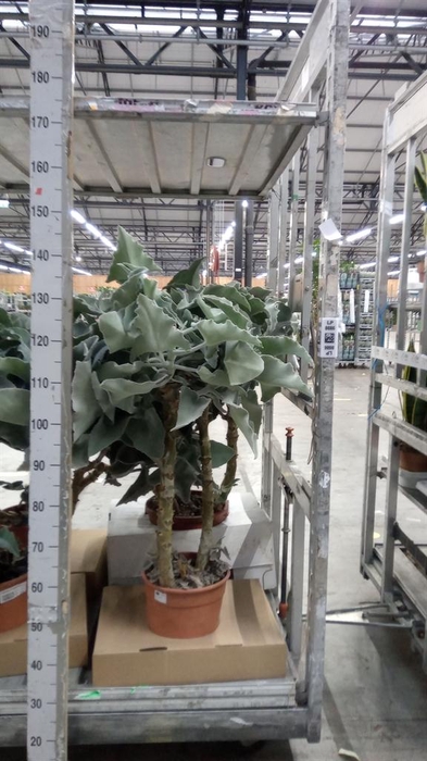 <h4>Kalanchoe NF beharensis</h4>