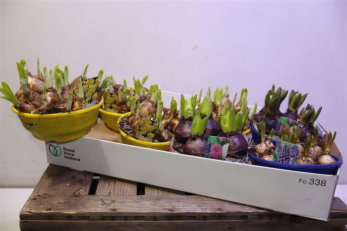 <h4>Bolbloemen Gem</h4>