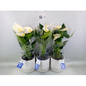 Anthurium  'Karma White'