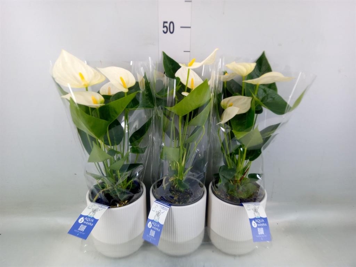 <h4>Anthurium  'Karma White'</h4>