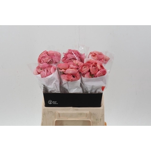 Ran Coral 40cm