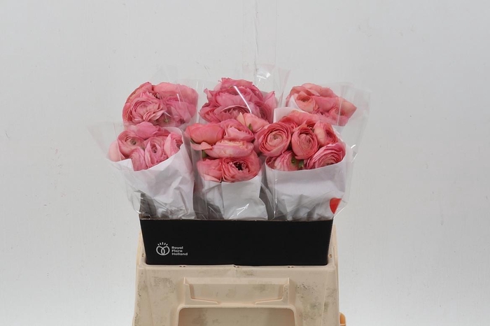 <h4>Ran Coral 40cm</h4>