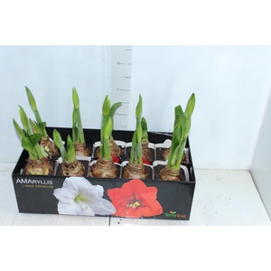AMARYLLIS P14 BRANCO MIN 2 HT