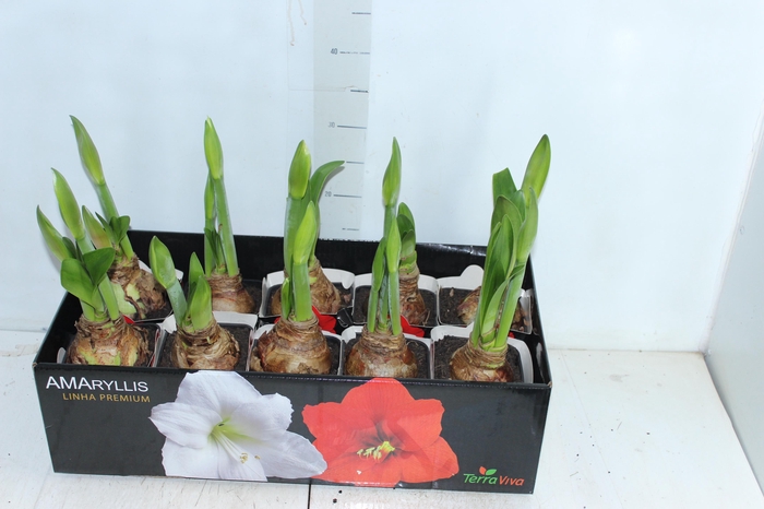 <h4>AMARYLLIS P14 BRANCO MIN 2 HT</h4>