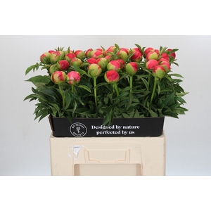 Paeonia Coral Sunset