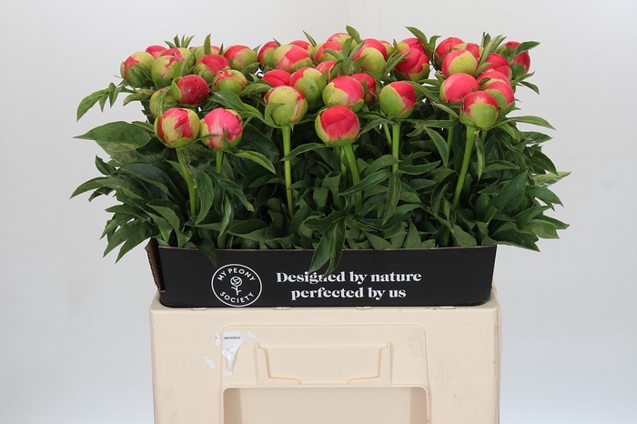 <h4>Paeonia Coral Sunset</h4>