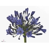 AGAP BLUE GIANT
