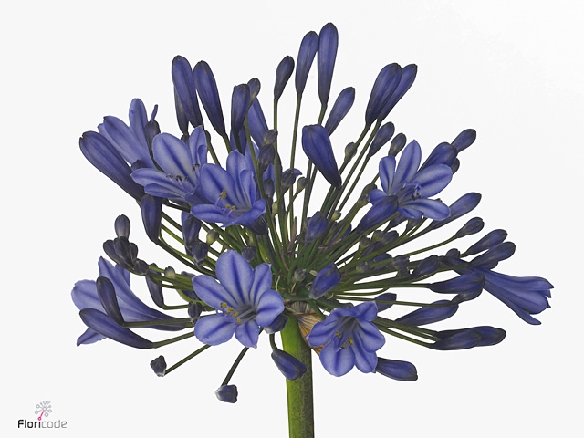 AGAP BLUE GIANT