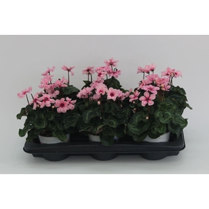 Cyclamen pers. KLBL Illusia