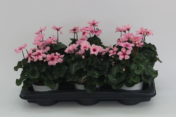 <h4>Cyclamen pers. KLBL Illusia</h4>